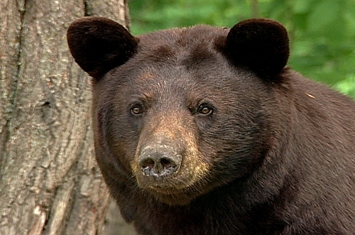 bear head twin